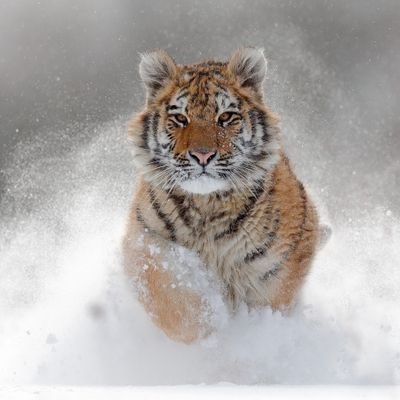 defi_tiger's profile picture