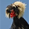 Frango Dágua 🚩 profil fotoğrafı