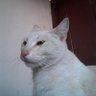 gt_guy 🇬🇹's profile picture