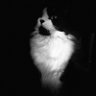 午夜的猫 profil fotoğrafı