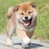 Profilbild von お犬さま