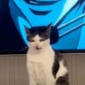 O Jogo's profile picture