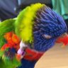 Profilbild von トリトリ