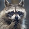 洗熊🦝🦝🦝 profil fotoğrafı