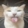 Hampo𓆏's profile picture