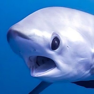 Sharks Daily 🦈's profile picture