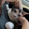 Фото профиля 猫のみーちゃん🐈リンパ腫と脳腫瘍闘病💉失明しても頑張った🧚♀️🧚♂️