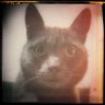Фото профиля curiosity_of_the_cat
