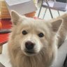 元宇宙的猫 profil fotoğrafı