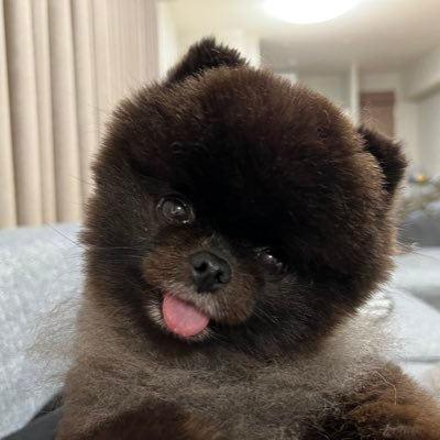 kodama_opj's profile picture