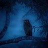 Owl Targaryen profil fotoğrafı