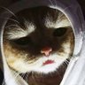 Profilbild von Gút boi