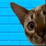 Profilbild von Dragiballz