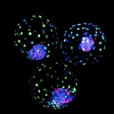 Jun Wu Lab's profile picture