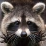 NiVeK 🇨🇦's profile picture