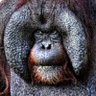 Profilbild von Ostentatious Orangutan