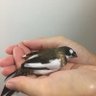 Фото профиля ばんちゃんパパ/初心者ブロガー* 鹿児島