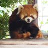 kazuko watanabe's profile picture