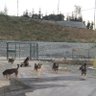Ataşehir Köpekleri 的头像