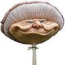 Фото профиля Shroom