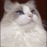 Фото профиля Midwest Cat