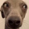 bleh's profile picture