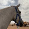 𝐆𝐡𝐚𝐥𝐚 𝐚𝐫𝐢𝐟 的头像
