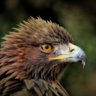 Фото профиля Phili_the_Eagle