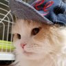 Asunaru🧢👑🦅 的头像