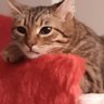 Rengin B. profil fotoğrafı