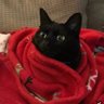 Profilbild von FurryMcBlanket
