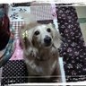 metutan(メグミ) 的头像