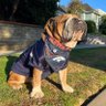 Roscoe profil fotoğrafı