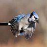 Profilbild von Blue Jays Moves
