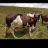 Фото профиля FULANI JANJAWID