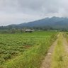 Tanah Sejuk Mitsaq 的头像