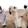 غانم بن منصور profil fotoğrafı