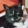 😈いづねこ🦊🪬 profil fotoğrafı