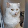 Leo1.0 profil fotoğrafı