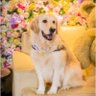 Hana profil fotoğrafı