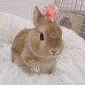 Фото профиля うさ🐰