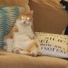 Фото профиля The coolest 'cat that is what am 🪷