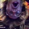 DogsStoleMyFace's profile picture