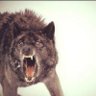Kox Grom's profile picture