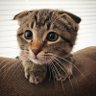 پری profil fotoğrafı