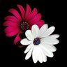 A.F 🌐's profile picture