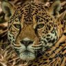 Lithe Steel's profile picture
