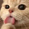 喵喵 profil fotoğrafı