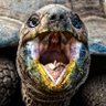 Фото профиля TortoiseAWD