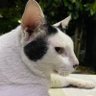 Nong Chani profil fotoğrafı